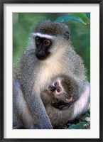 South Africa, Tsitsikamma NP, Vervet Monkey, rainforest Fine Art Print