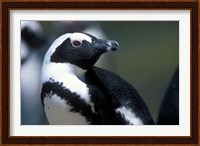 Close up of African Penguin Fine Art Print