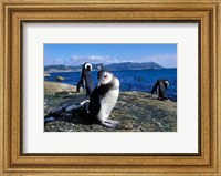 South Africa, Simon's Town, Jackass Penguin, coastline Fine Art Print