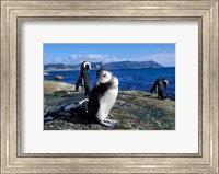South Africa, Simon's Town, Jackass Penguin, coastline Fine Art Print