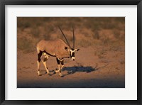South Africa, Kalahari Desert, Gemsbok wildlife Fine Art Print