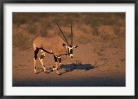 South Africa, Kalahari Desert, Gemsbok wildlife Fine Art Print