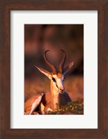 South Africa, Springbok wildlife, Kalahari Desert Fine Art Print