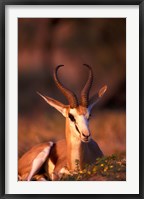 South Africa, Springbok wildlife, Kalahari Desert Fine Art Print