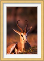 South Africa, Springbok wildlife, Kalahari Desert Fine Art Print