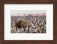Southern Elephant Seal big bull and chinstrap penguins, wildlife, South Georgia Fine Art Print