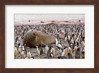 Southern Elephant Seal big bull and chinstrap penguins, wildlife, South Georgia Fine Art Print