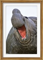 Southern Elephant Seal bull, South Georgia Fine Art Print