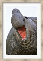 Southern Elephant Seal bull, South Georgia Fine Art Print