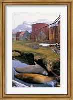 Southern Elephant Seal in ruins of old whaling station, Island of South Georgia Fine Art Print