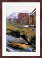 Southern Elephant Seal in ruins of old whaling station, Island of South Georgia Fine Art Print
