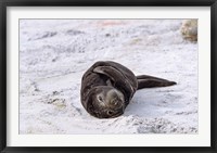 Southern Elephant Seal pub resting head on whale vertebrae, South Georgia Fine Art Print