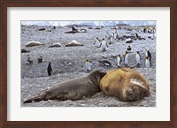 Southern Elephant Seal pub suckling milk from mother, Island of South Georgia Fine Art Print