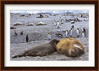 Southern Elephant Seal pub suckling milk from mother, Island of South Georgia Fine Art Print