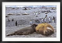 Southern Elephant Seal pub suckling milk from mother, Island of South Georgia Fine Art Print