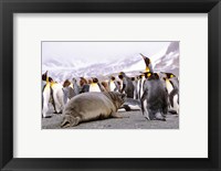 Southern Elephant Seal weaned pup in colony of King Penguins Fine Art Print