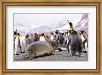 Southern Elephant Seal weaned pup in colony of King Penguins Fine Art Print
