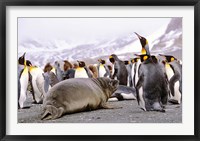 Southern Elephant Seal weaned pup in colony of King Penguins Fine Art Print
