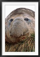 Southern Elephant Seal, bull during harem and mating season, South Georgia Fine Art Print
