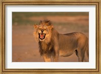 South Africa, Kgalagadi, Lion, Kalahari desert Fine Art Print