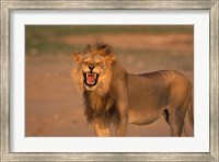 South Africa, Kgalagadi, Lion, Kalahari desert Fine Art Print