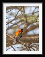 Southern Red Bishop, Lake Manyara NP, Tanzania Fine Art Print