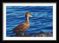 South Georgia Pintail, Antarctic Region, South Georgia Island Fine Art Print