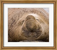South Georgia Island, Sleeping bull elephant seal Fine Art Print
