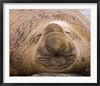 South Georgia Island, Sleeping bull elephant seal Fine Art Print
