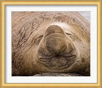 South Georgia Island, Sleeping bull elephant seal Fine Art Print