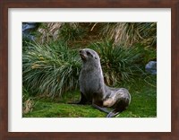 South Georgia Island, Southern Fur seal Fine Art Print