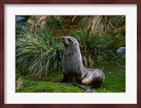 South Georgia Island, Southern Fur seal Fine Art Print