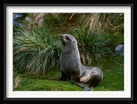 South Georgia Island, Southern Fur seal Fine Art Print