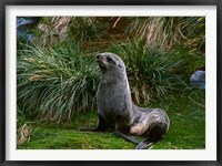 South Georgia Island, Southern Fur seal Fine Art Print