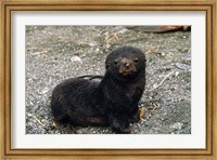South Georgia Island, Southern fur seal pup Fine Art Print
