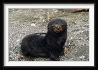 South Georgia Island, Southern fur seal pup Fine Art Print