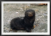 South Georgia Island, Southern fur seal pup Fine Art Print