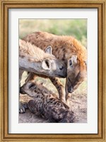 Spotted Hyena, Maasai Mara, Kenya Fine Art Print