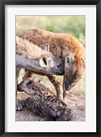 Spotted Hyena, Maasai Mara, Kenya Fine Art Print