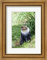 Sykes monkey foraging in the Aberdare NP, Kenya, Africa. Fine Art Print