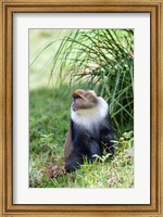 Sykes monkey foraging in the Aberdare NP, Kenya, Africa. Fine Art Print