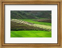 Spectacular green rice field in rainy season, Ambalavao, Madagascar Fine Art Print