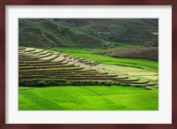 Spectacular green rice field in rainy season, Ambalavao, Madagascar Fine Art Print