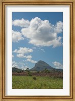 Sugar Cane Fields, Mauritius Fine Art Print