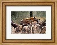 Spotted hyenas and vultures scavenging on a carcass in Kruger National Park, South Africa Fine Art Print