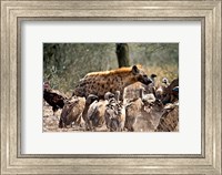 Spotted hyenas and vultures scavenging on a carcass in Kruger National Park, South Africa Fine Art Print