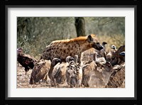 Spotted hyenas and vultures scavenging on a carcass in Kruger National Park, South Africa Fine Art Print