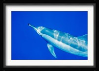 Spinner Dolphin, Sha'ab Samadai, Red Sea, Egypt Fine Art Print