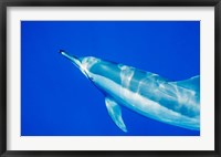 Spinner Dolphin, Sha'ab Samadai, Red Sea, Egypt Fine Art Print