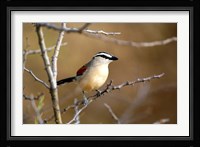 Three Streaked Tchagra bird, Etosha NP, Namibia Fine Art Print